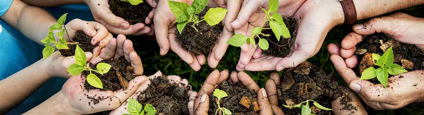 Ten dirt-filled sets of hands holding seedlings