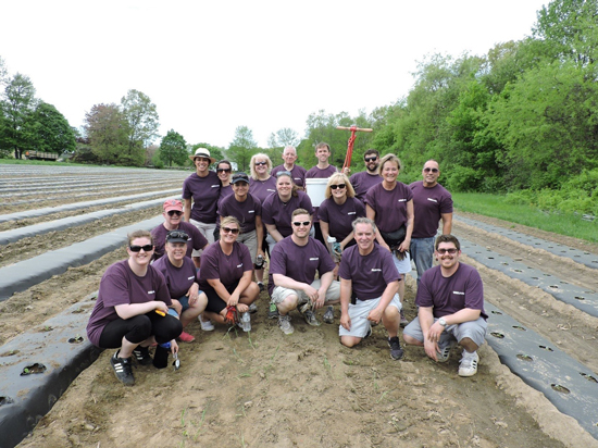 UniBank volunteers at Community Harvest Project in Grafton