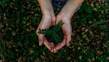 Hands holding small plant