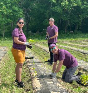 UniBank employees working during community harvest